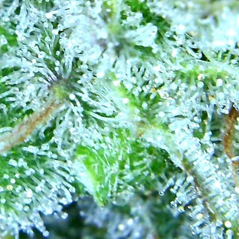 Green Crack growlog timeline photo