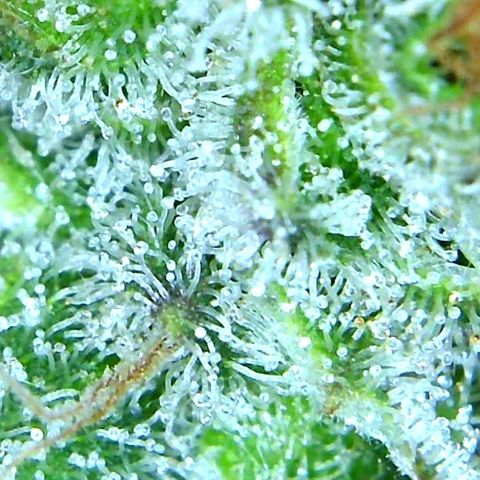 Green Crack growlog timeline photo