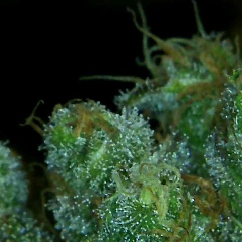 Green Crack growlog timeline photo