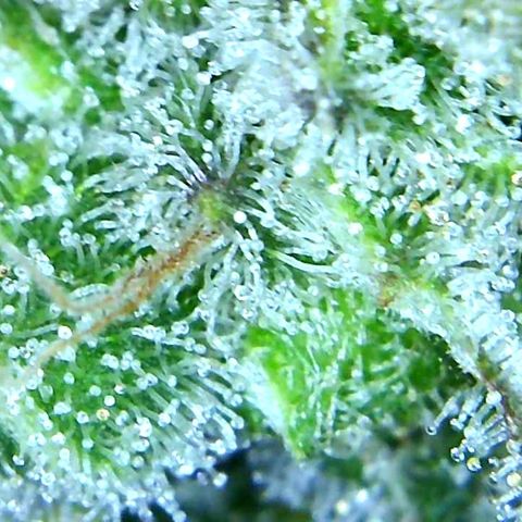 Green Crack growlog timeline photo