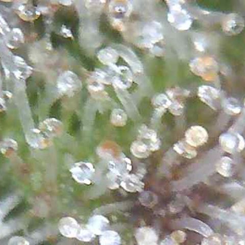 Green Crack growlog timeline photo