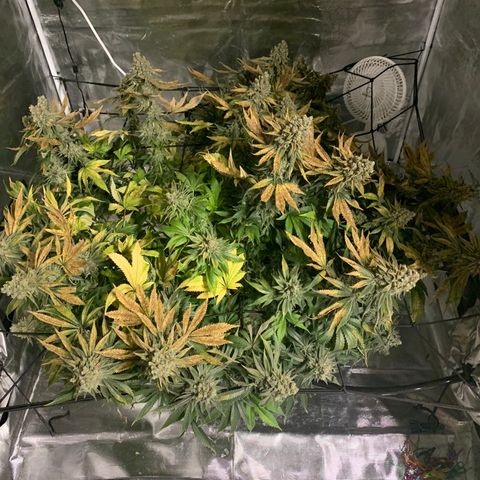 Green Crack growlog timeline photo