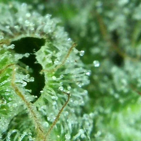 Green Crack growlog timeline photo