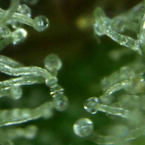 Green Crack growlog timeline photo