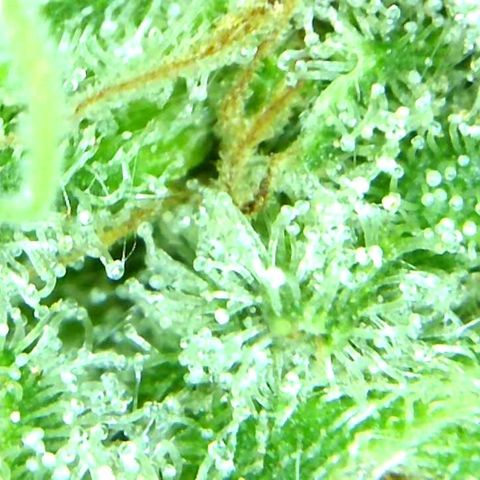 Green Crack growlog timeline photo