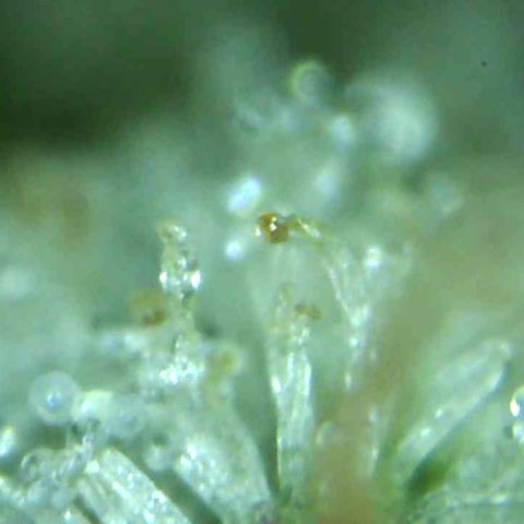 Green Crack growlog timeline photo