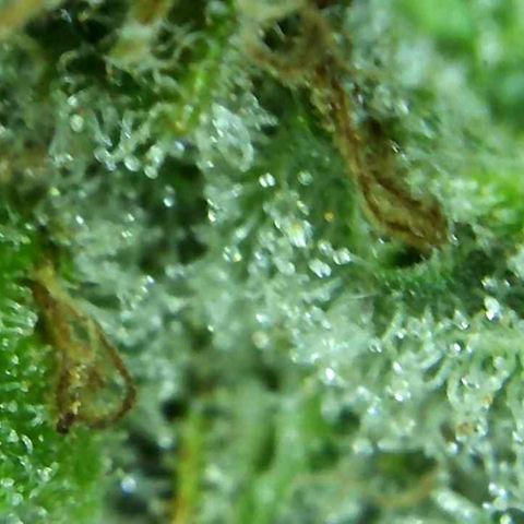 Green Crack growlog timeline photo