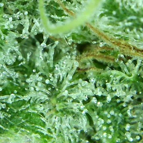 Green Crack growlog timeline photo