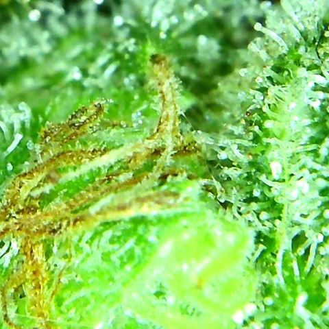 Green Crack growlog timeline photo