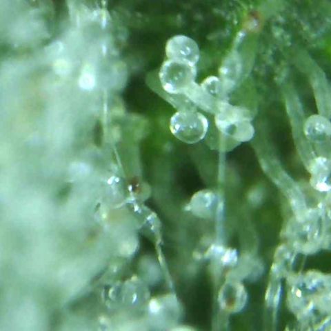 Green Crack growlog timeline photo
