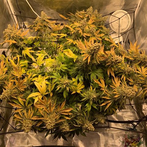 Green Crack growlog timeline photo