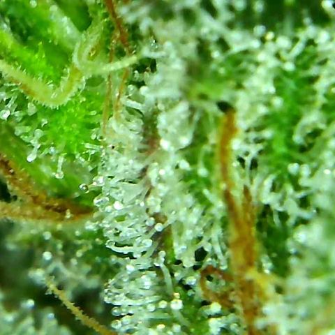 Green Crack growlog timeline photo