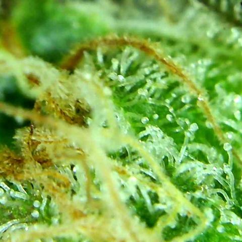 Green Crack growlog timeline photo