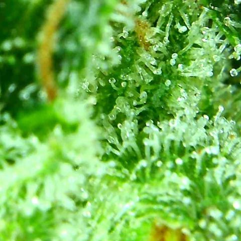 Green Crack growlog timeline photo