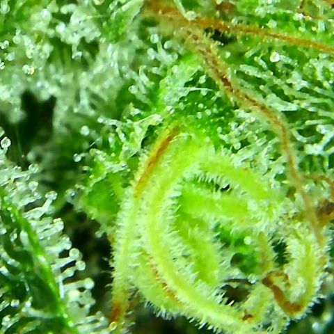 Green Crack growlog timeline photo