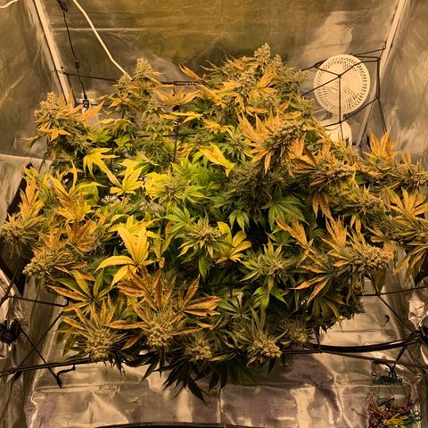 Green Crack growlog timeline photo