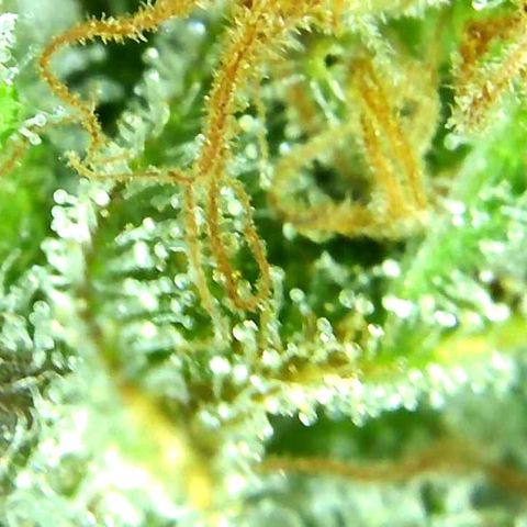 Green Crack growlog timeline photo