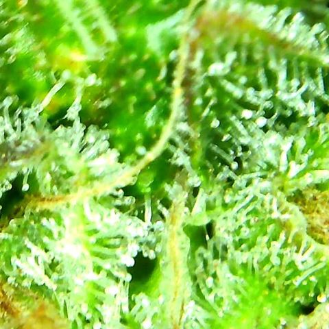 Green Crack growlog timeline photo