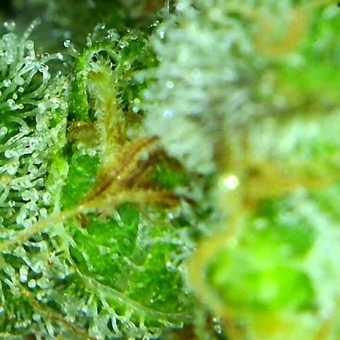 Green Crack growlog timeline photo