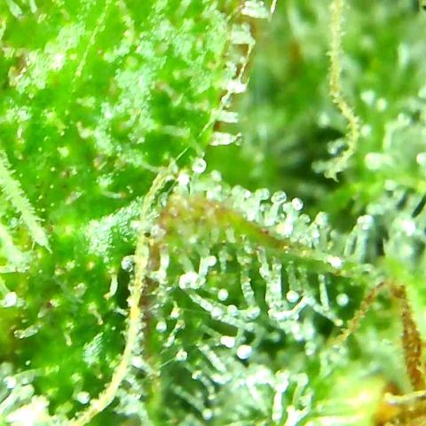 Green Crack growlog timeline photo
