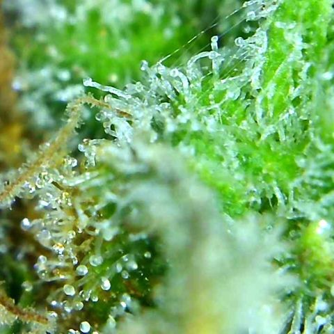 Green Crack growlog timeline photo