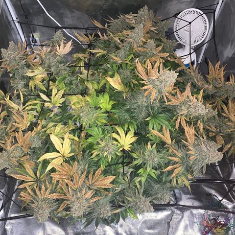 Green Crack growlog timeline photo