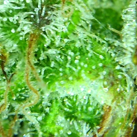 Green Crack growlog timeline photo
