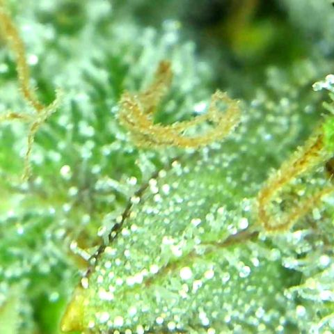 Green Crack growlog timeline photo