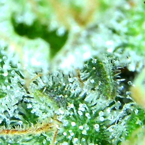 Green Crack growlog timeline photo