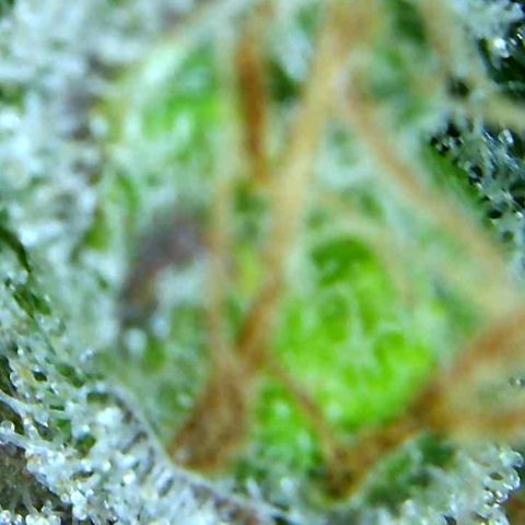 Green Crack growlog timeline photo