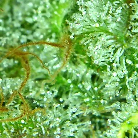 Green Crack growlog timeline photo