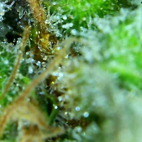 Green Crack growlog timeline photo