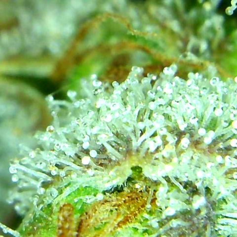 Green Crack growlog timeline photo