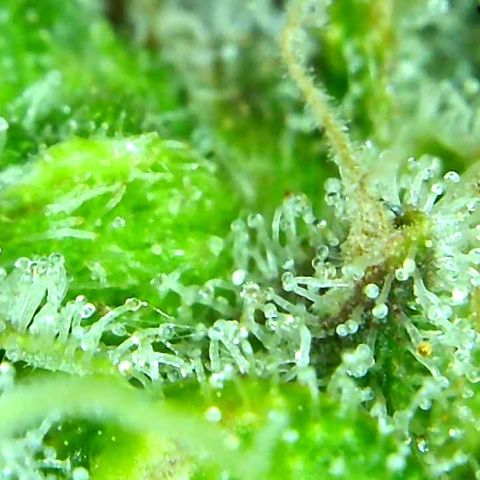 Green Crack growlog timeline photo