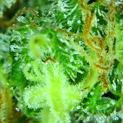 Green Crack growlog timeline photo
