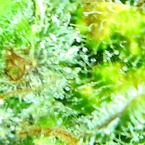 Green Crack growlog timeline photo