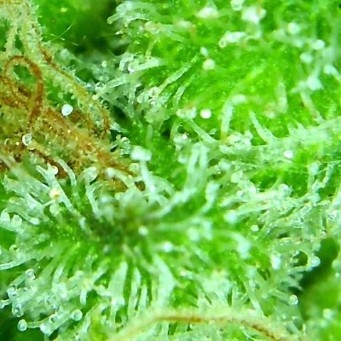 Green Crack growlog timeline photo