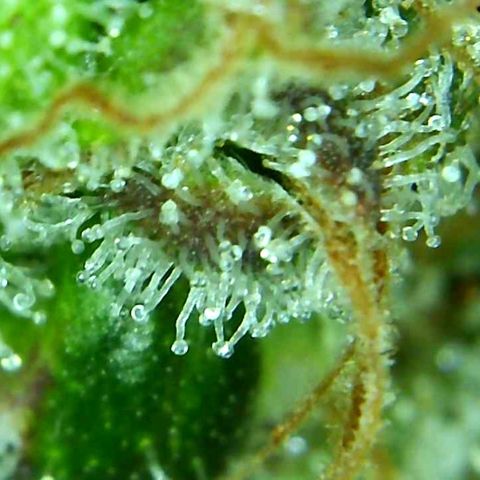 Green Crack growlog timeline photo