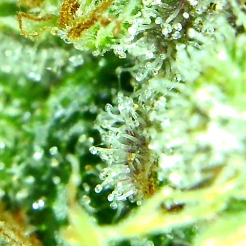 Green Crack growlog timeline photo
