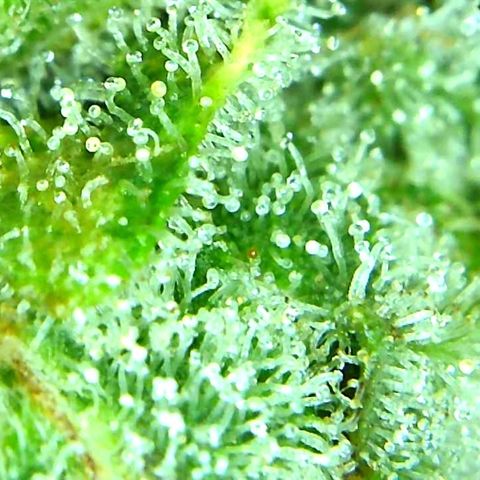 Green Crack growlog timeline photo