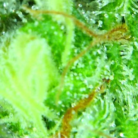 Green Crack growlog timeline photo