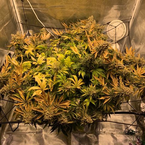 Green Crack growlog timeline photo