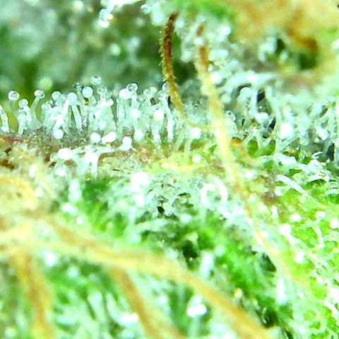Green Crack growlog timeline photo