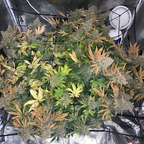 Green Crack growlog timeline photo