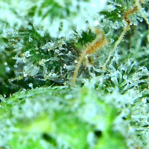 Green Crack growlog timeline photo
