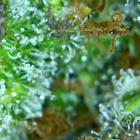 Green Crack growlog timeline photo