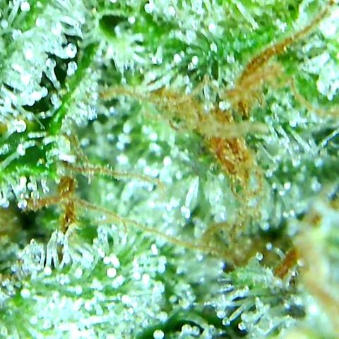 Green Crack growlog timeline photo
