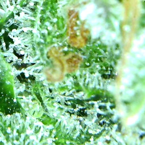 Green Crack growlog timeline photo