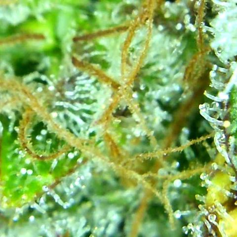 Green Crack growlog timeline photo