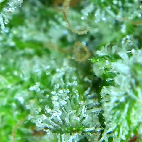 Green Crack growlog timeline photo